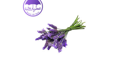 Photo of نت اسطخودوس (Lavender)