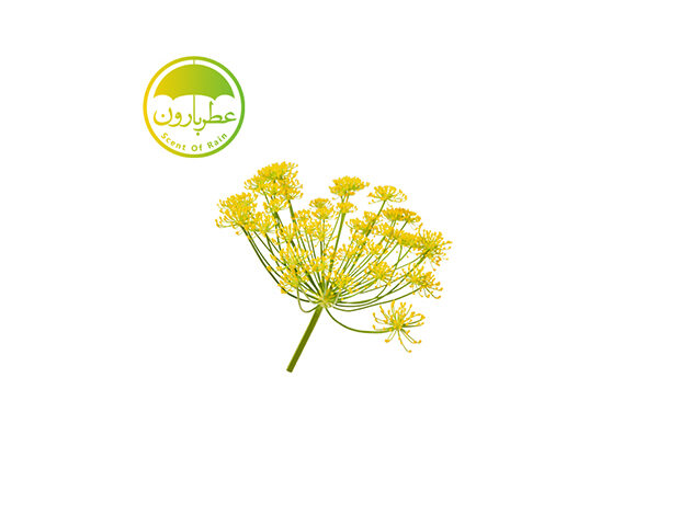نت باریجه (Galbanum)