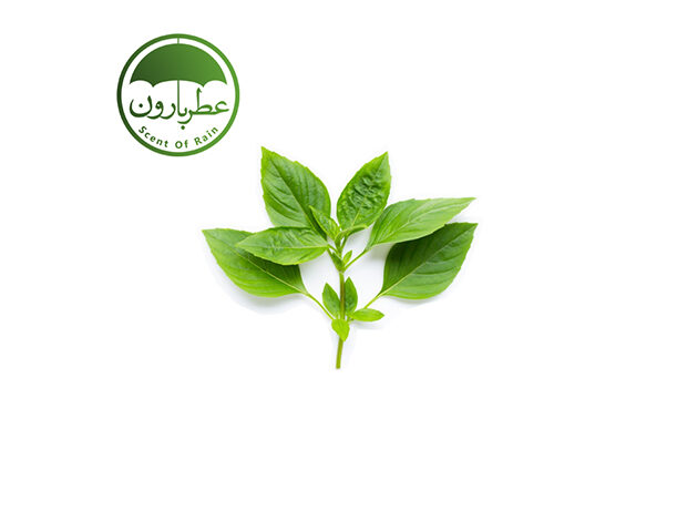 نت ریحان (Basil)
