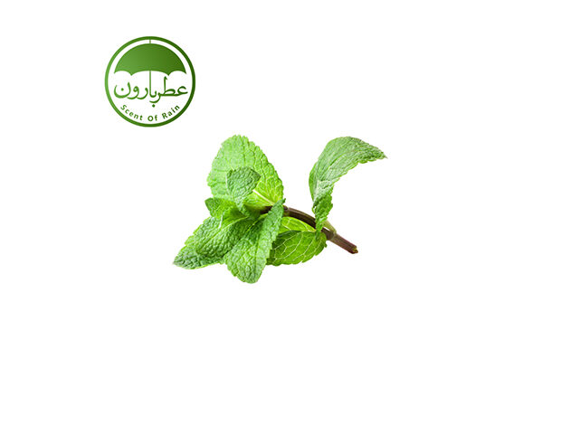 نت نعنا (Mint)