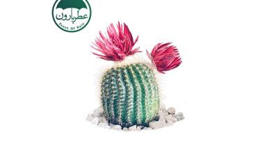 Photo of نت کاکتوس (Cactus)