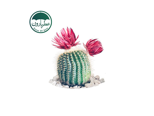 نت کاکتوس (Cactus)