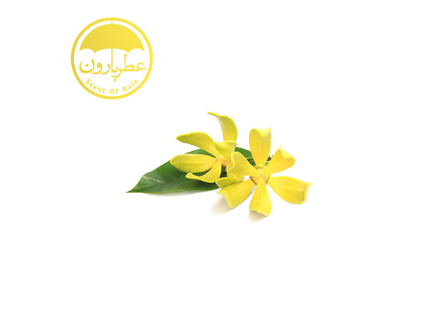 نت یلانگ یلانگ (Ylang Ylang)