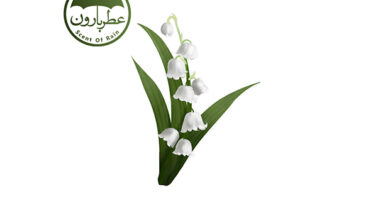 Photo of نت زنبق الوادی یا موگه (Lily of the valley)