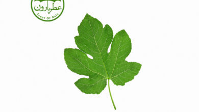 Photo of نت برگ انجیر (Fig Leaf)