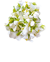گل‌های سفید