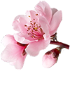 شکوفه‌ی گیلاس